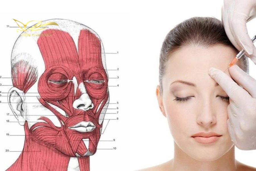 Những người có nhu cầu tiêm botox để thon gọn hàm cần phải đạt độ tuổi từ 18 trở lên. 